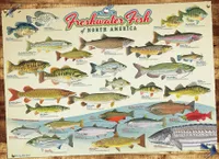 Freshwater Fish of North America - Cobble Hill 1000pc Puzzle