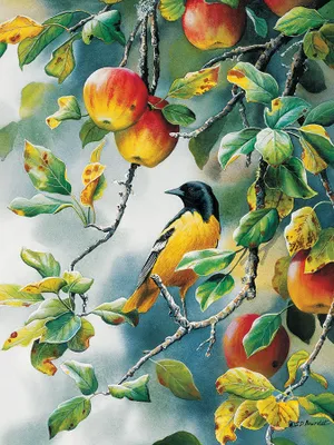 Northern Oriole - Cobble Hill 1000pc Puzzle