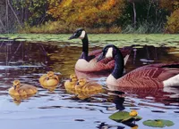 Platts Pond - Cobble Hill 1000pc Puzzle