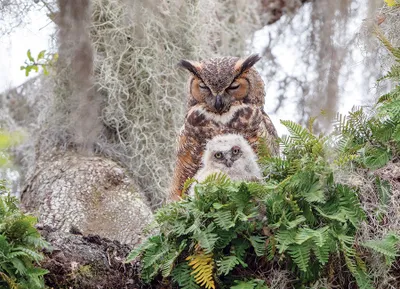 Great Horned Owl - Cobble Hill 1000pc Puzzle