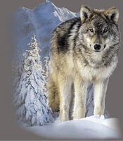 T-shirt Winter Wolf