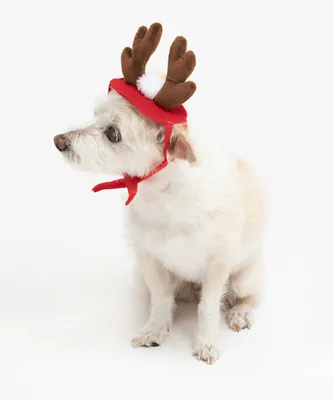 Reindeer Pet Hat