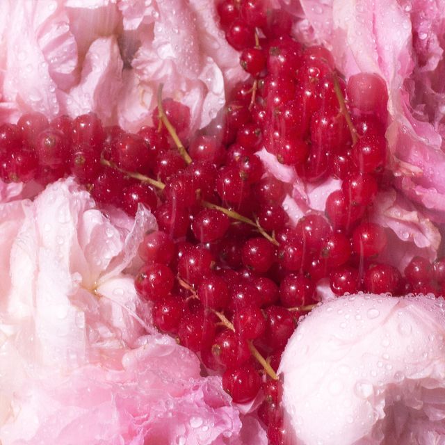 Anthurium Holo Candle