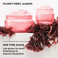Pink Algae Pro-Retinol Body Butter for Anti-Aging and KP