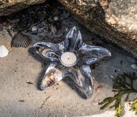 Starfish Tealight | Candle Holder | Simon Pearce