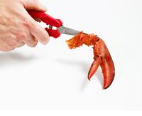thinkkitchen Seafood Scissors
