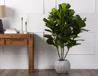 FIDDLE LEAF I artificial potted plant 150 cm