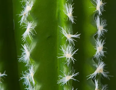 CEREUS artificial potted cactus 38 cm