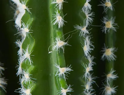 TETRA artificial potted cactus 70 cm