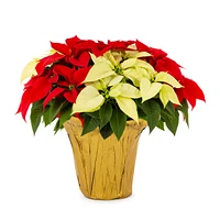 Red Holiday Poinsettia (Large