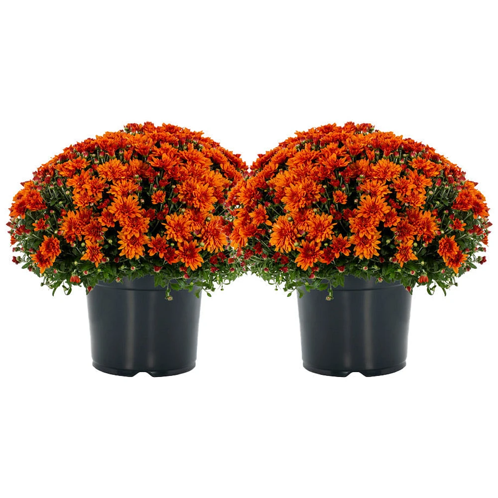 Garden Mums