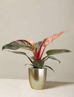 Philodendron ‘Pink Bikini’