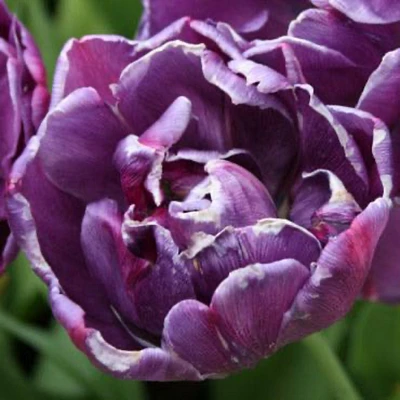 Blue Spectacle Tulip Bulbs