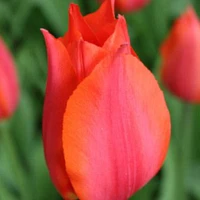 Orange Cassini Tulip Bulbs