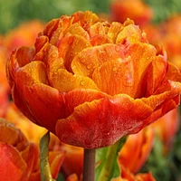 Gudoshnik Double Tulip Bulbs