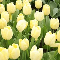 Francoise Tulip Bulbs