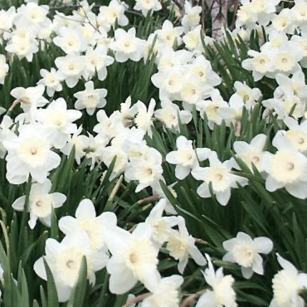 Stainless Daffodil Bulbs