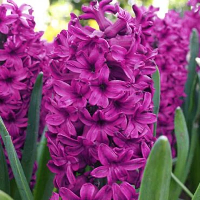 Woodstock Hyacinth Bulbs