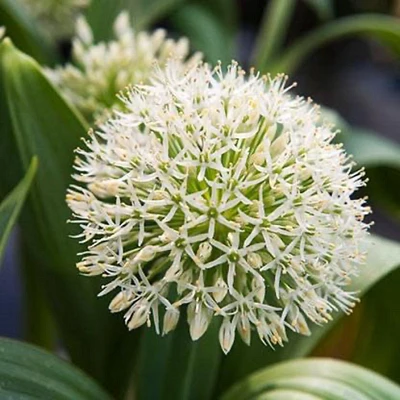 Ivory Queen Allium Bulbs