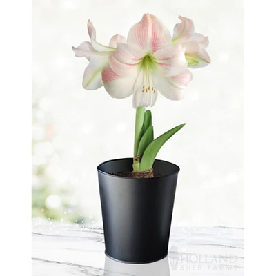 'Charming' Amaryllis Kit