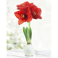 Waxed Amaryllis Bulb