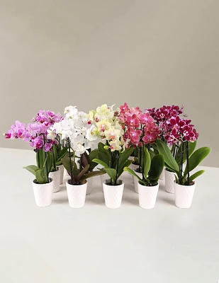 Orchid Party Pack, Set of 20