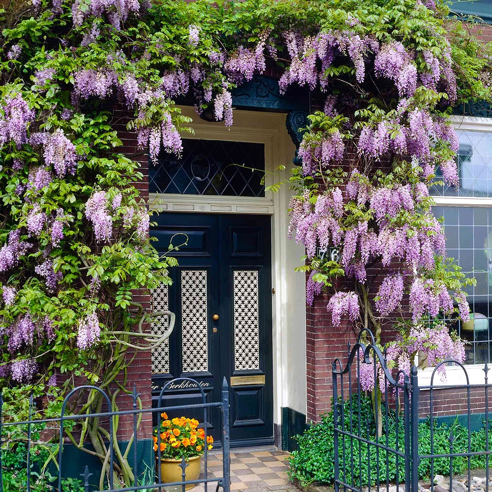 Blue Moon Wisteria