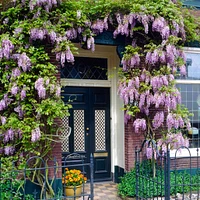 Blue Moon Wisteria