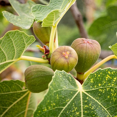 Brown Turkey Fig