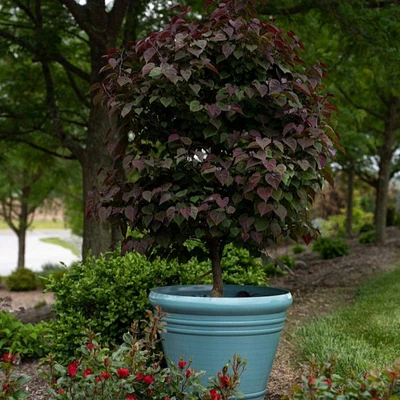 Garden Gems® Amethyst Redbud