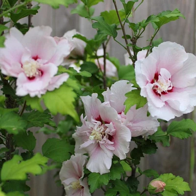 Double Pink Rose of Sharon Tree