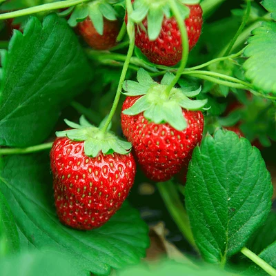 Everbearing Strawberry