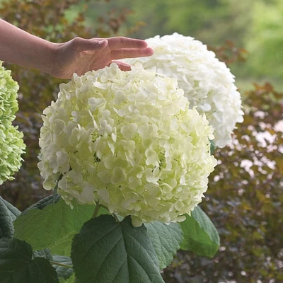 Incrediball® Hydrangea