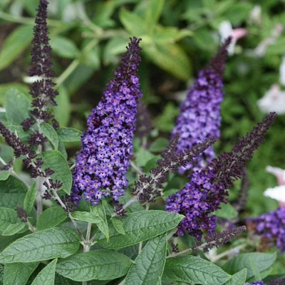 Pugster Blue® Butterfly Bush