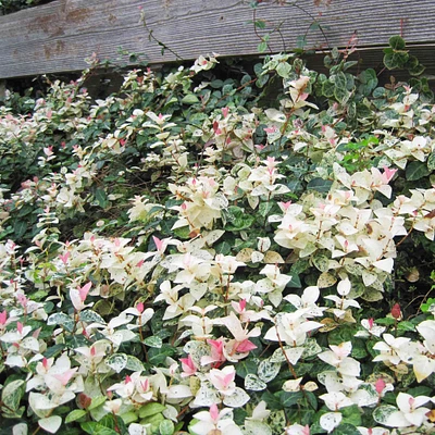 Snow-N-Summer™ Asiatic Jasmine