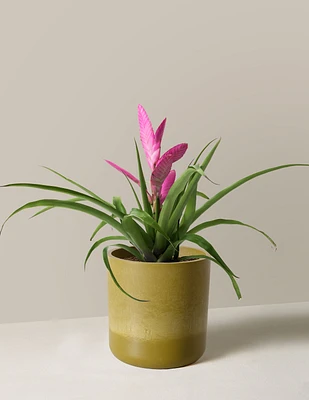 Bromeliad Antonio Pink