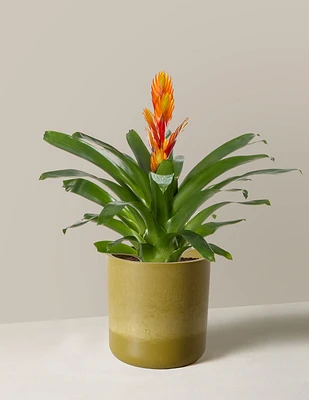 Bromeliad Vriesea Intenso