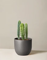 Blue Candle Cactus