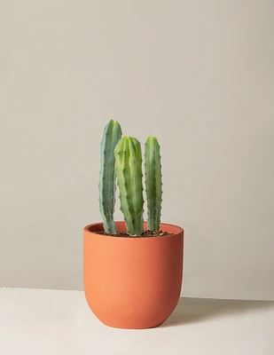 Blue Candle Cactus