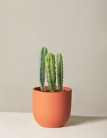 Blue Candle Cactus