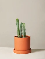 Blue Candle Cactus