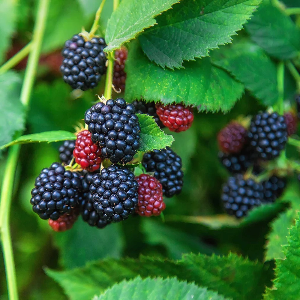 Thornless Blackberry Bush