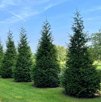 Thuja Green Giant