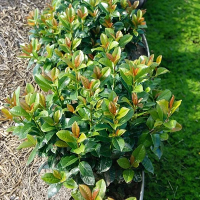 Volcano Cherry Laurel