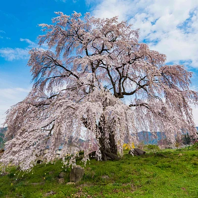 Weeping Yoshino Flowering Cherry