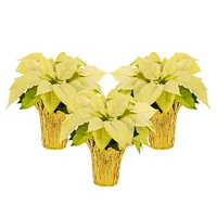 Holiday Poinsettia (3-Pack