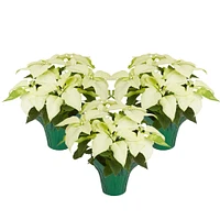 Holiday Poinsettia (3-Pack