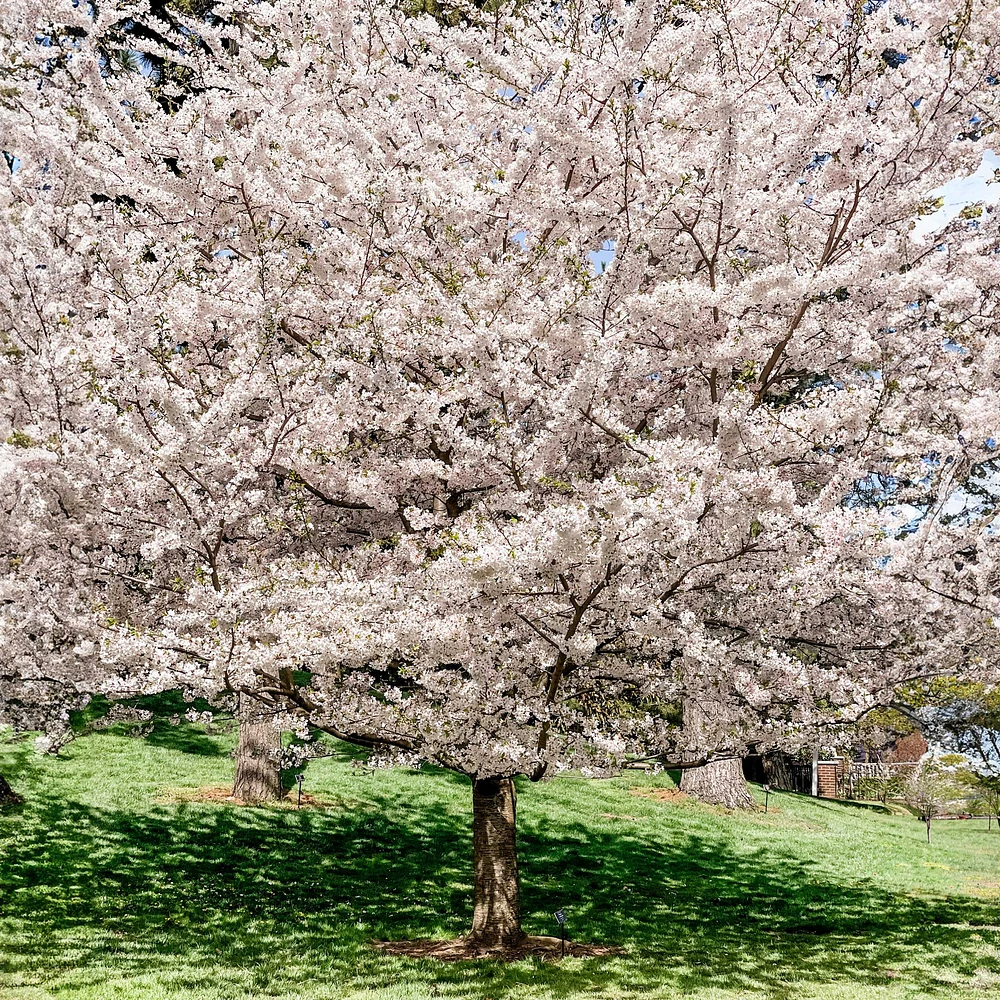 Yoshino Flowering Cherry Tree