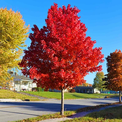 Autumn Blaze® Red Maple Tree