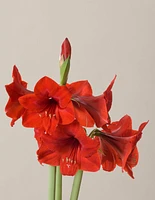 Pre-Potted 'Bingo' Amaryllis